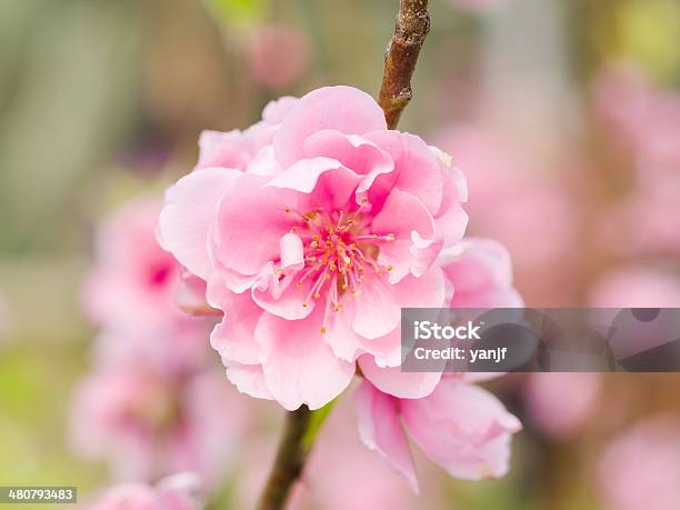 Spring Flowers Complex Flap Peach Blossoms Stock Photo - Download Image Now - Beauty, Beauty In Nature, Blossom