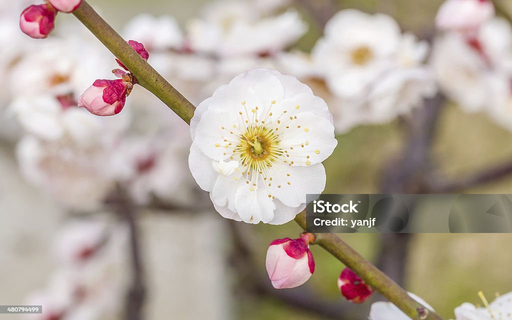 Fiori in primavera serie: in fiore di prugna in primavera - Foto stock royalty-free di Aiuola