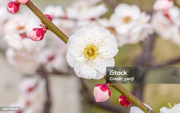 Fiori In Primavera Serie In Fiore Di Prugna In Primavera - Fotografie stock e altre immagini di Aiuola