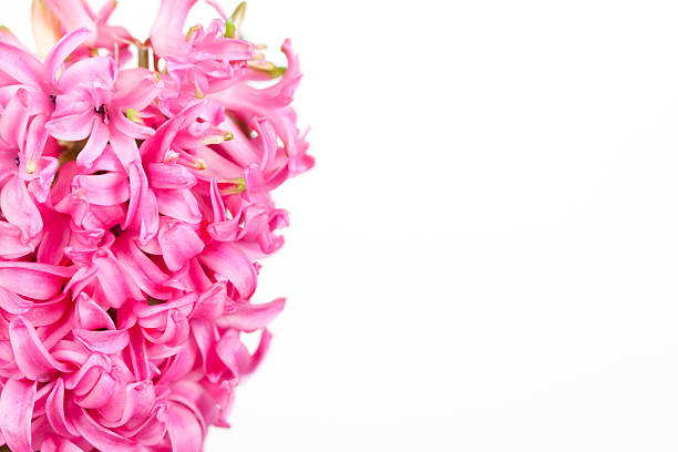 istock Pink hyacinth isolated on white 480794761