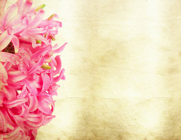 istock Vintage pink hyacinth 480797361