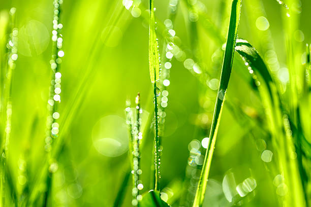 istock Blade of grass in morning dew 480797742