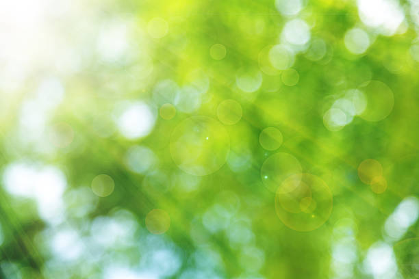 Natural green spring with sunlight bokeh background