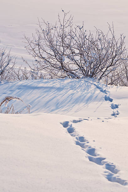 istock Trail of animal footprints 480800908