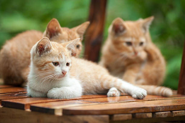 istock Young cat on the chair 480801160