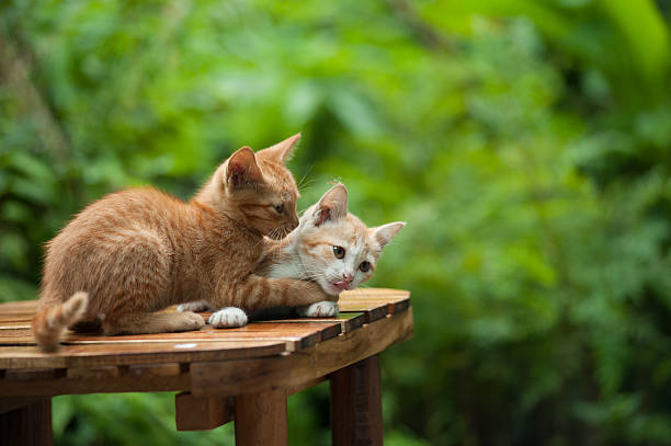 istock Young cat on the chair 480801440