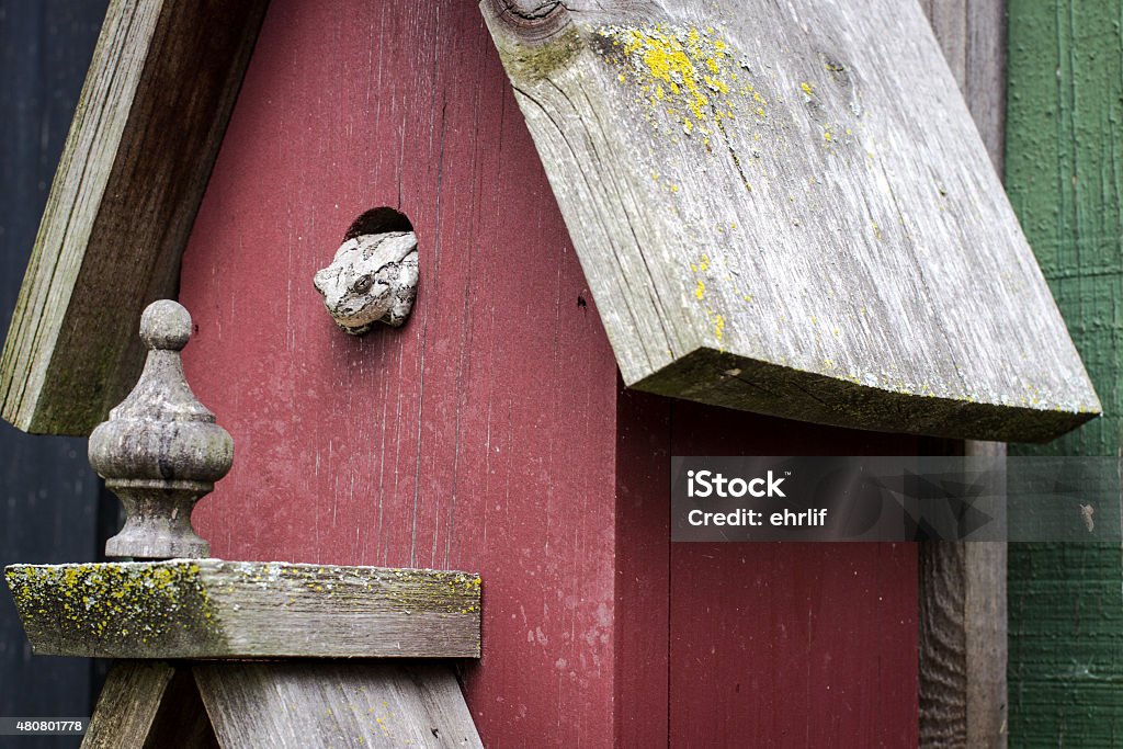 Laubfrosch auf ein Vogelhäuschen - Lizenzfrei Square peg in a round hole - englische Redewendung Stock-Foto