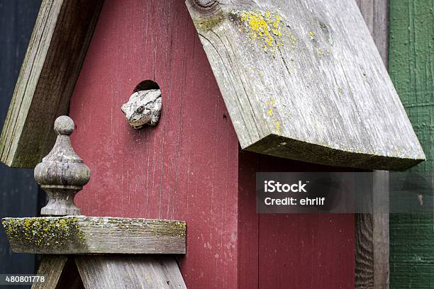 Laubfrosch Auf Ein Vogelhäuschen Stockfoto und mehr Bilder von Square peg in a round hole - englische Redewendung - Square peg in a round hole - englische Redewendung, Abstrakt, Drangsalieren