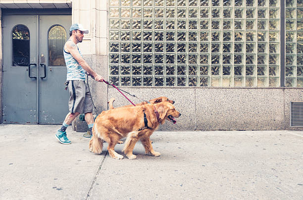 This is a horizontal, color, royalty free stock photograph of a white Mexican man who is a professional dog walker in New York City. He walks and spends time with pet dogs, man's best friend outdoors in urban Manhattan on a summer day. Photographed with a Nikon D800 DSLR camera.