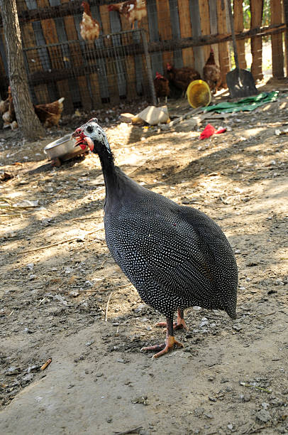 istock The courtyard guinea fowl 480803066
