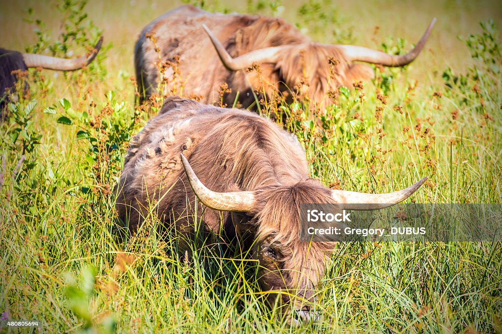 Highland cattle cow animal in green meadow Horizontal photography of beautiful brown Highland cattle cow animal, eating herb and grass, in green meadow in summer. The highland (or Highland cattle) is a Scottish breed of cattle native to the Highlands. She is characterized by a red color light to dark, with long hair and a pair of long horns erect in the air. This rustic breed can graze areas or swampy moorland better than any other race, and is sometimes used to maintain this type of landscape. It also provides a marbled meat of good flavor. 2015 Stock Photo