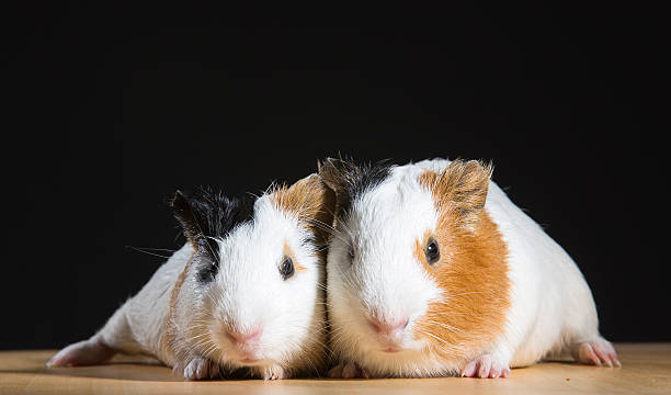 istock One Pair of Guinea Pigs 480806110