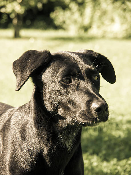 istock dog in the meadow 480806752