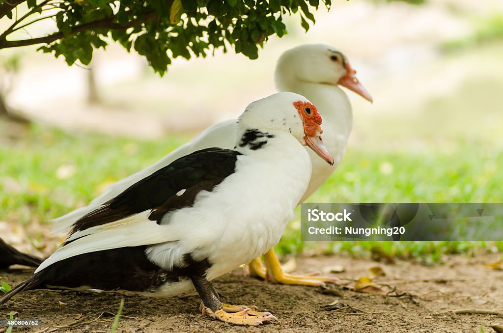 The Duck Close up of the couple duck near the plant under the tree 2015 Stock Photo