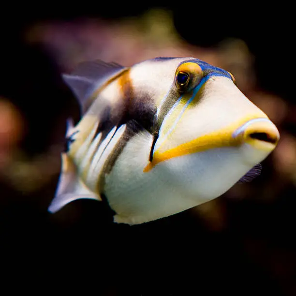 Photo of Humu Picasso Triggerfish