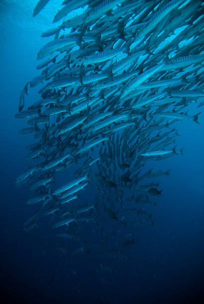 istock mackerel barracuda kingfish diver blue scuba diving bunaken indonesia ocean 480807576