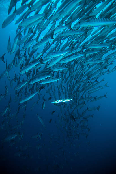 istock mackerel barracuda kingfish diver blue scuba diving bunaken indonesia ocean 480807586