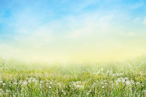 Landscape of green meadow with white dandelions and sunny sky background