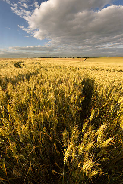 istock Agrarian field in the summer day. 480809004