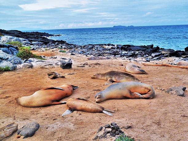 istock Galapagos sea lion 19 480809422