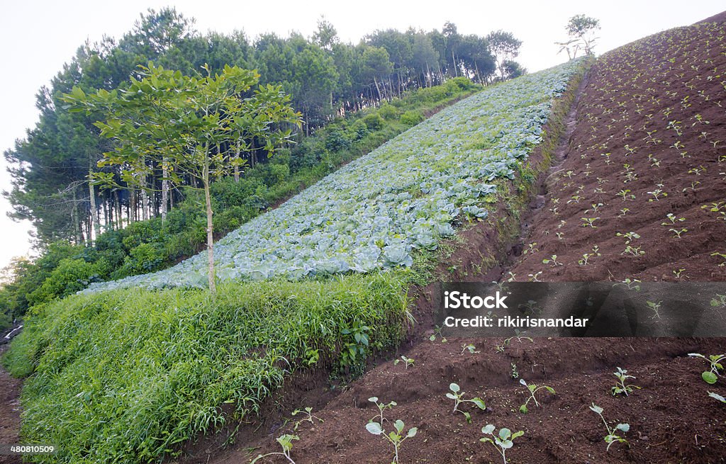 Repollo farm en la cima de la colina. - Foto de stock de Agricultura libre de derechos
