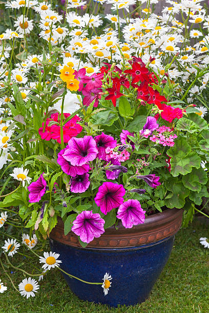 istock Mixed flowers set in a blue planter. 480812194