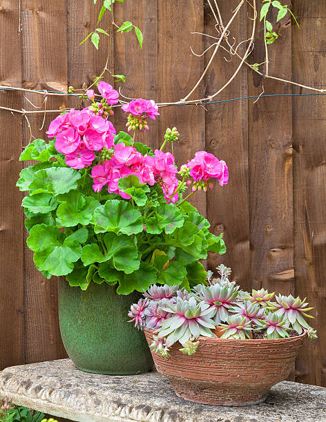 istock Potted geranium flower and succulents on a stone bench 480812198