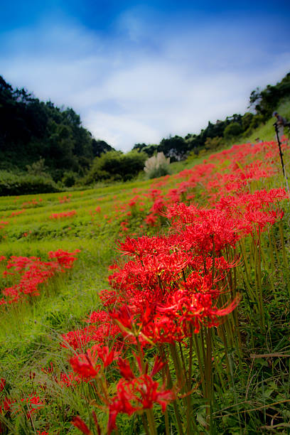 istock Lycoris radiata and rice terraces 480812262