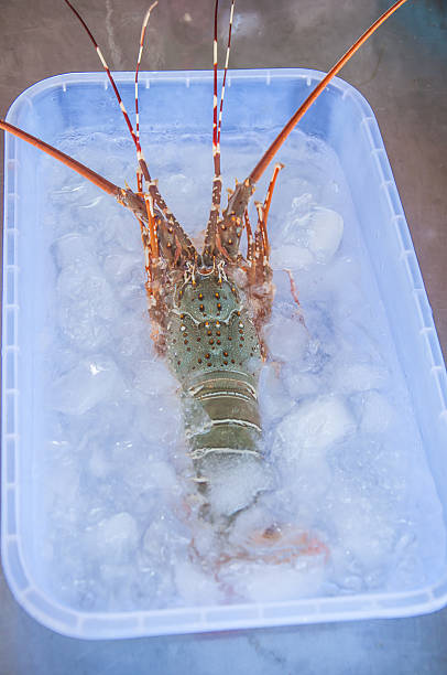 istock Lobsters in market 480812536