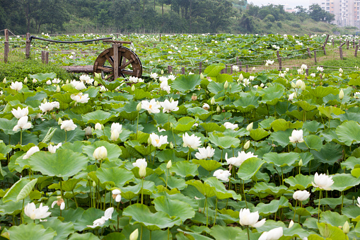 A pond with lots of lotus flowers