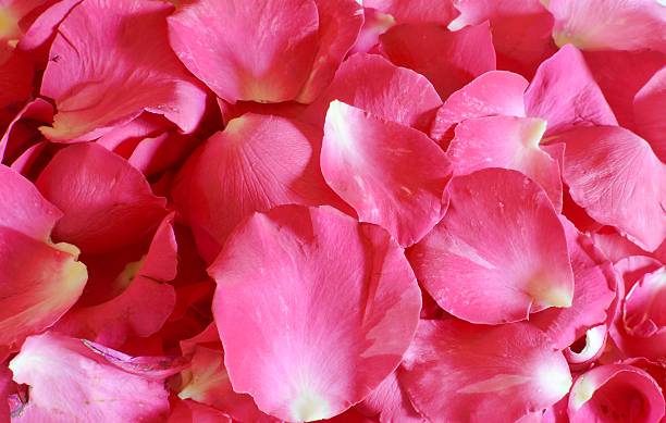 istock Petals of roses on a white background 480814523