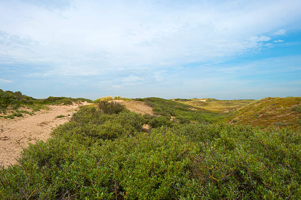 istock Dunes along the dutch coast in summer 480814752