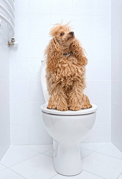 istock Dog sitting on toilet at home. 480816306