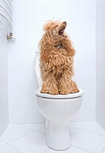 istock Dog sitting on toilet at home. 480816320