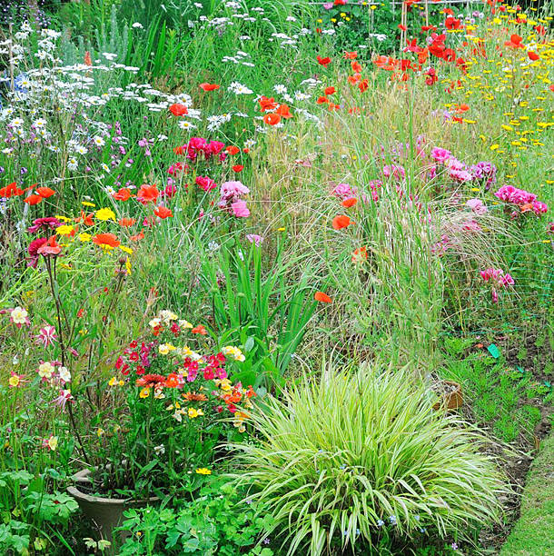istock Cottage garden flower border. 480816400