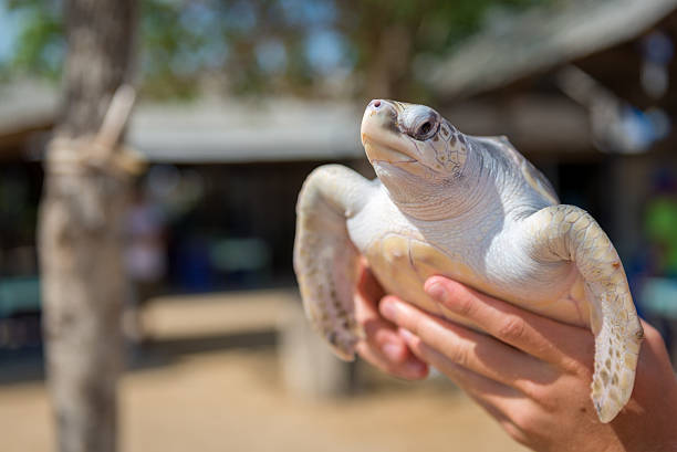 istock Baby sea turtle in captivity, turtle island - bali 480816791