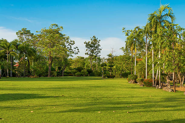 istock Park in the evening with tree shadows on the lawn. 480816828