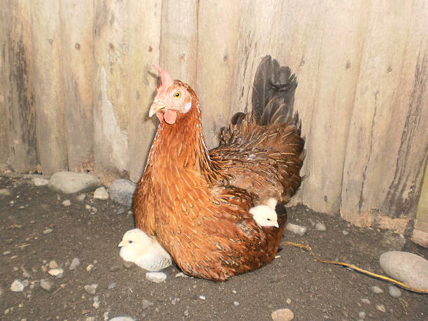 헨 brooding 이 chicks - brooder 뉴스 사진 이미지