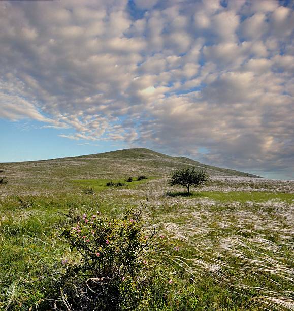 istock Feather-grass on the hill, Crimea, Russia 480817706