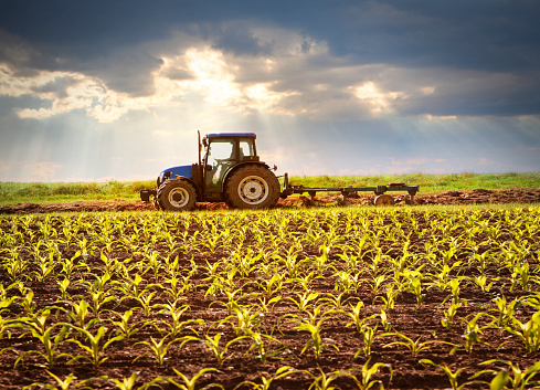 Tractor working on the field with young plants in sunlight