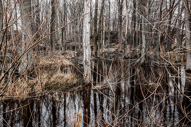 istock Creepy Barren Swamp Forest 480818468