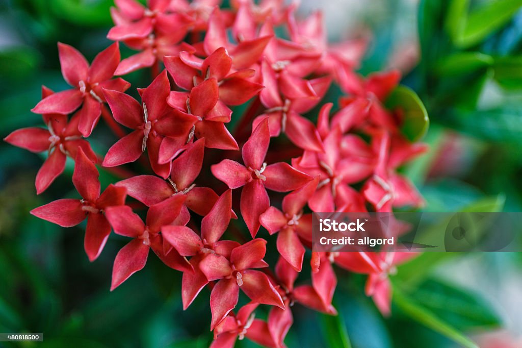 Red Ixora Red Ixora with green leaf 2015 Stock Photo