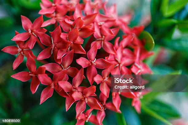 Red Ixora Stock Photo - Download Image Now - 2015, Close-up, Flower