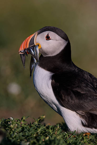 Atlantic Puffin with beak full of sandeels stock photo