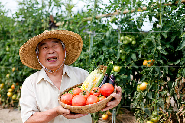 Japanese farmers rejoice in harvesting tomatoes