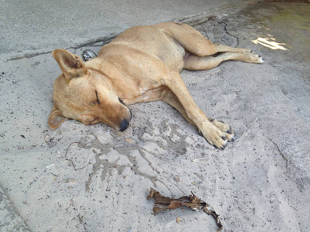 istock Tired sleepy brown Thai dog lay on a floor 480819848