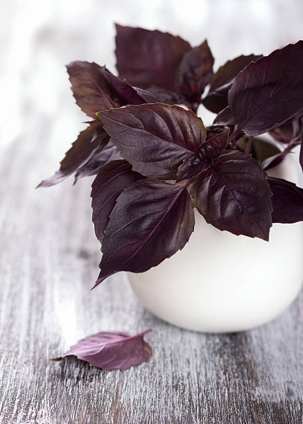 istock Purple fresh basil on the wooden table 480820220