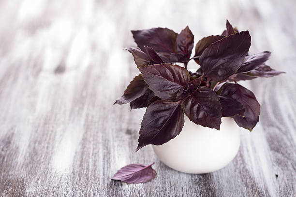 istock Purple fresh basil on the wooden table 480820222