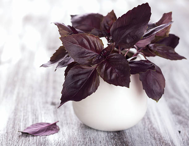 istock Purple fresh basil on the wooden table 480820230