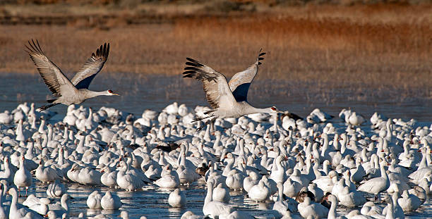 istock Sandhill Crane Flying Over Snow Geese 480821323